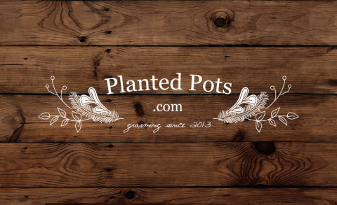 Planted Pots Logo